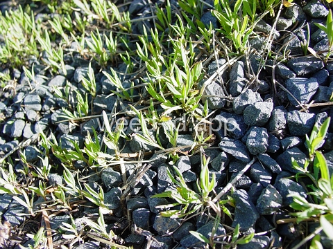 knotweed, prostrate